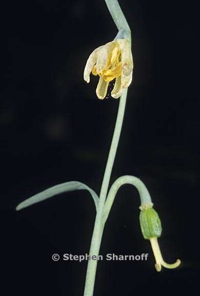 fritillaria micrantha 4 graphic